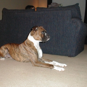 Jax --14 months