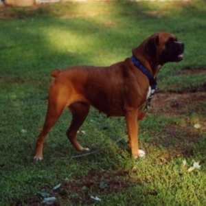 Very Happy Boxer