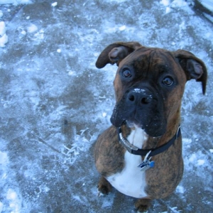 Bruno (11 months)