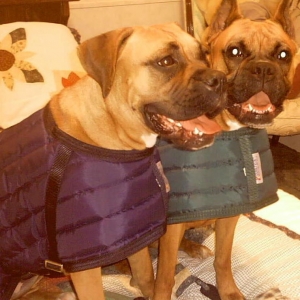 Daisy and Sadie in their new coats