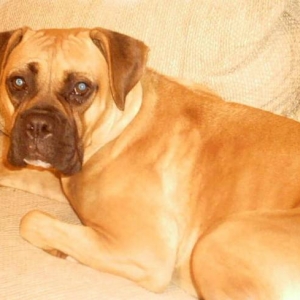 Daisy on couch