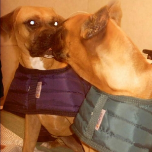 boxer babies kissing