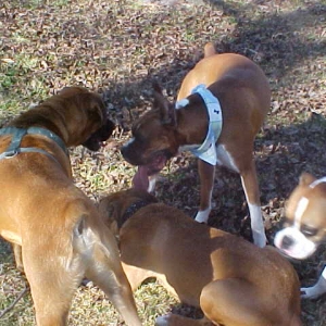 Playing ring around the Toni