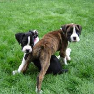 Nika & Vegas - 7.5 weeks
