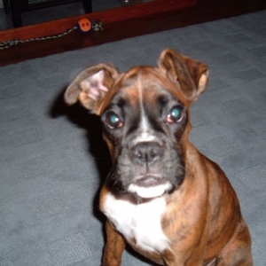 Tally at 14 weeks