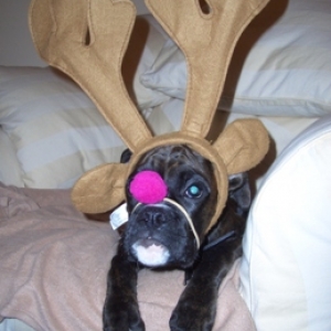 My little Rudolf