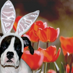 Just Looking Ahead to Easter