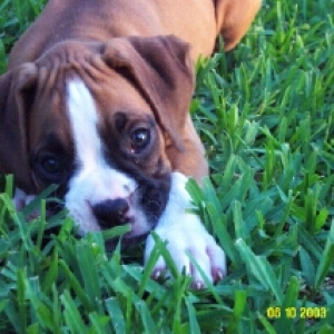 Star8Weeks