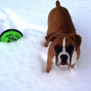 Snow Fun