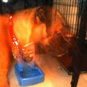 Ghost dog