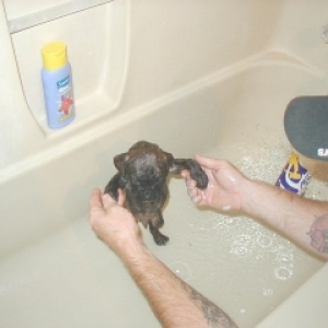 Bruiser's first bath.