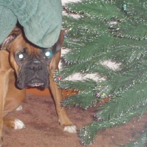 shh.. i'm hiding behind the tree!!!