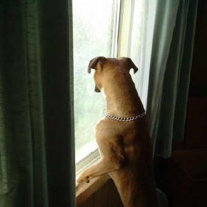 Looking for bunnies