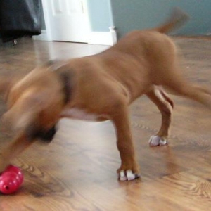 Dakota in action