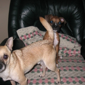 Move your tail..It's blocking my good side!