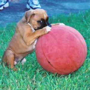 future WNBA