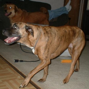 Gretal and Reuben