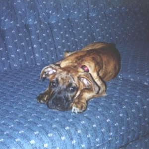Puppy Gretal