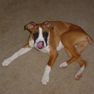 Licking his nose