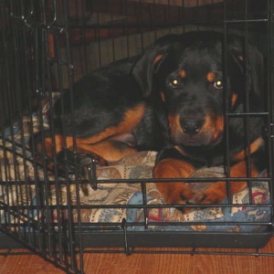 Hanging out in the crate