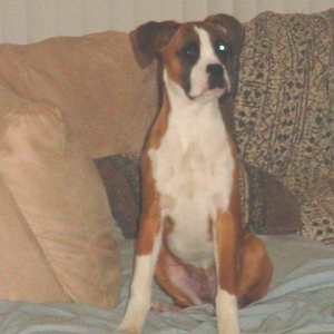 Tyson on the couch