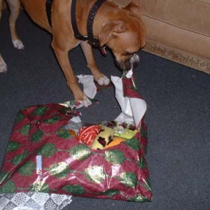 Merry Christmas Harley Rose