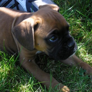 Wendel 7 weeks