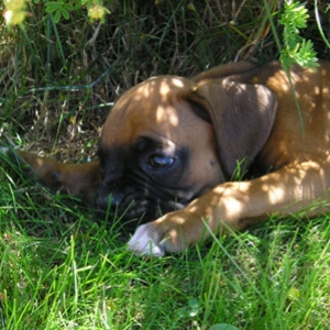 Wendel 7 weeks