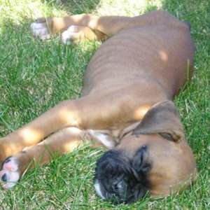 Wendel 7 weeks