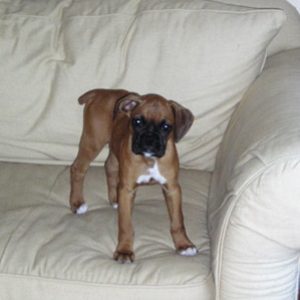 Wendel at home