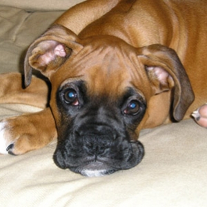 Beautiful Wendel