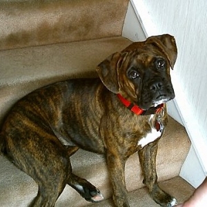 Payton- 6 months old