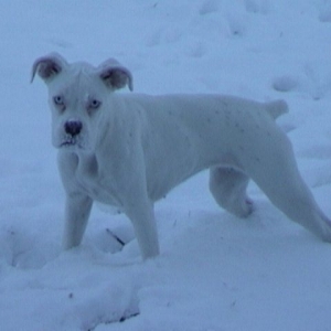 Portia's First Snowfall