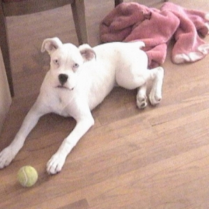 Portia