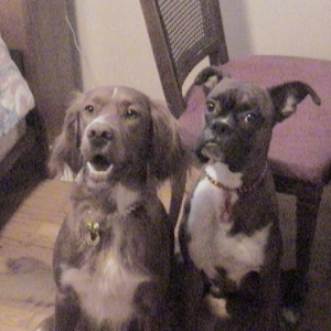 Pongo and Hunter