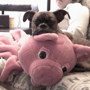 Pongo and his favorite toy.
