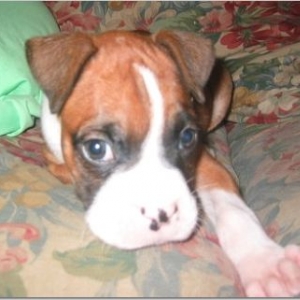 Lola