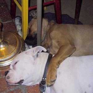 Charlie Paper & Jefferson cuddling