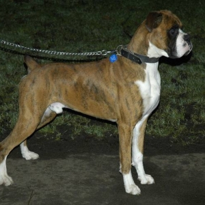 Henri 2 years