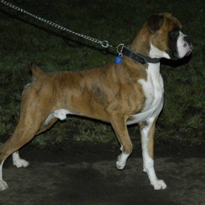 Henri spots a fox