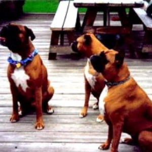Moxie's Girlfriends