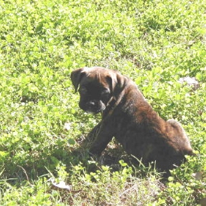 Yard Play