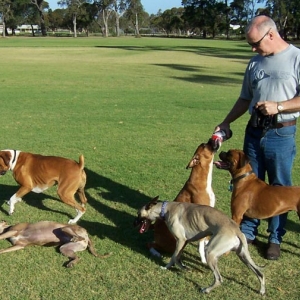 Boxers vs Whippets