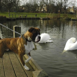 Henri and swans