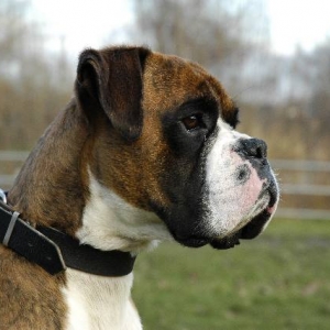 2yo henri