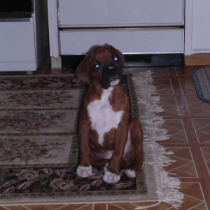 Good boy