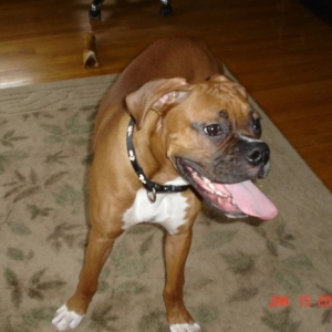 Awesome dog!
