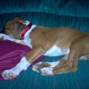 Rocky_Sleeping