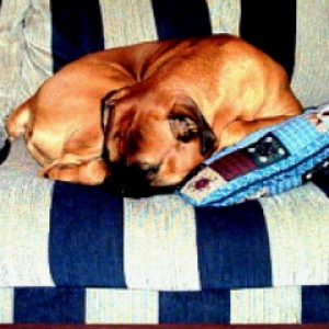 Couch Potato