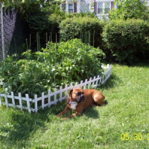 Waiting for the Cherry Tomatoes